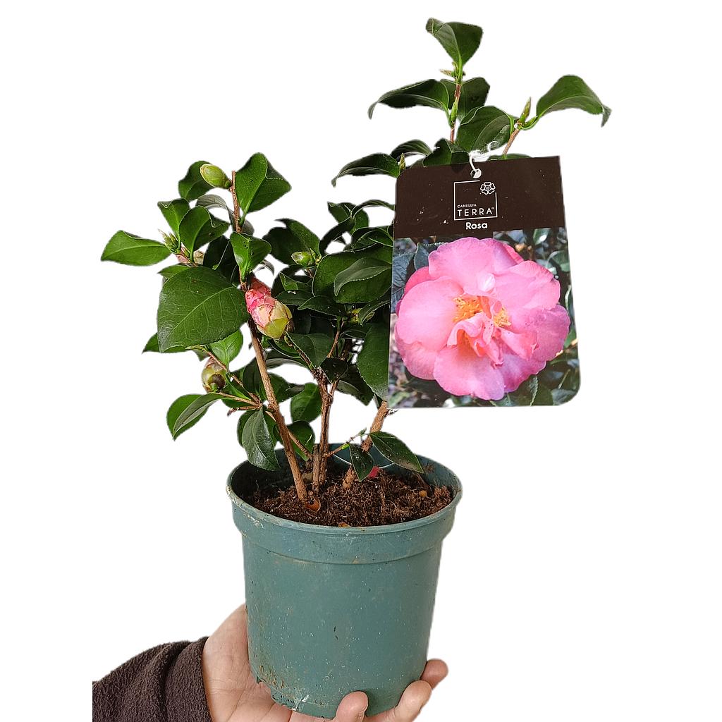 Camelia Rosa M15_0