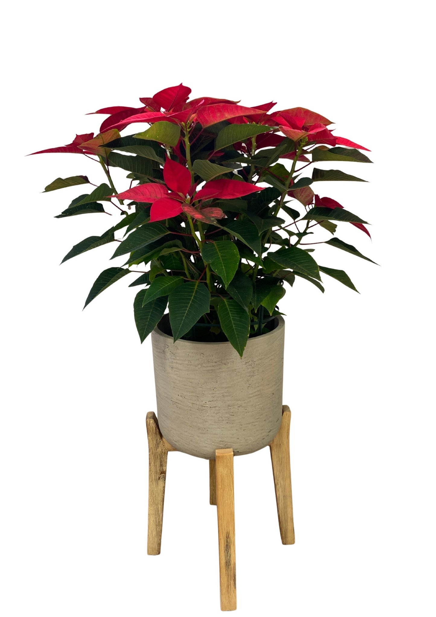 Poinsettia M-14 Roja_1