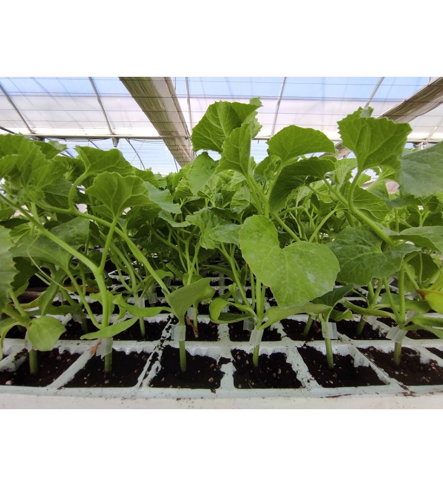 Plantón Melón Piel De Sapo (10 Unidades)_2