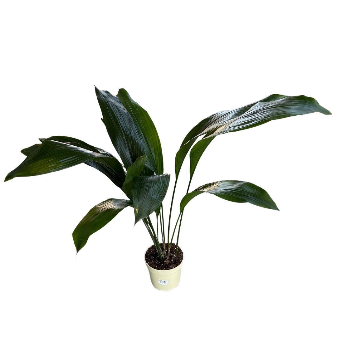 Aspidistra Elatior O Planta Oreja De Burro_0