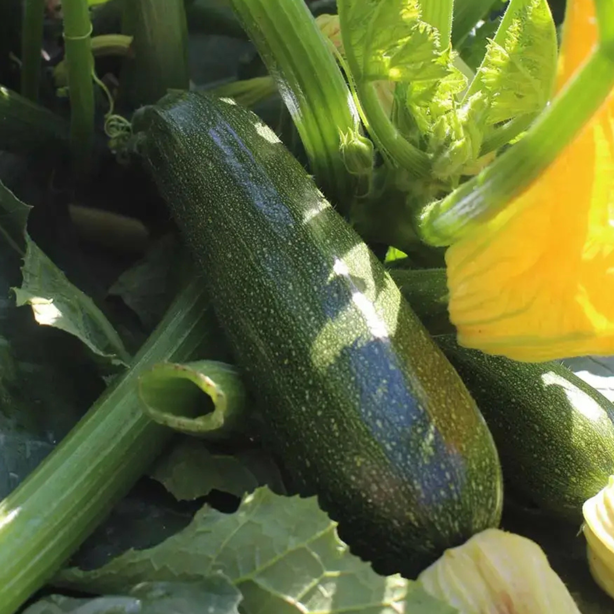 Kit De Cultivo De Calabacín Black Beauty Grow Me – Huerto Urbano Ecológico_1