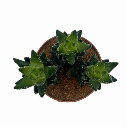 Haworthia Reinwardtii Cactus Y Suculentas M8,5 cm Ø_1