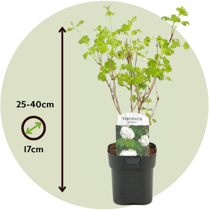 Planta De Bola De Nieve - 4 Pzs - Viburnum 'roseum' - Altura 25-40cm - ⌀17cm_2