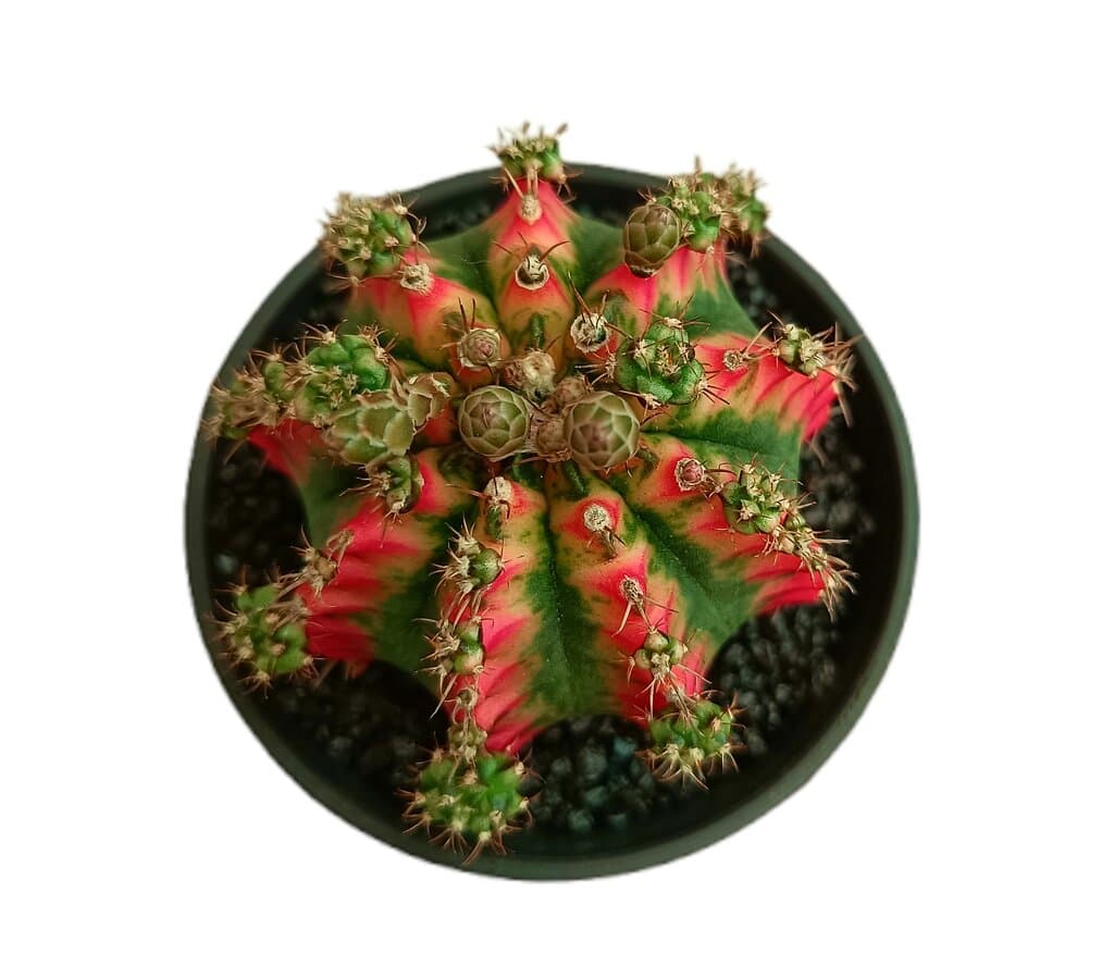 Gymnocalycium Variegata M10 (unidad)_1
