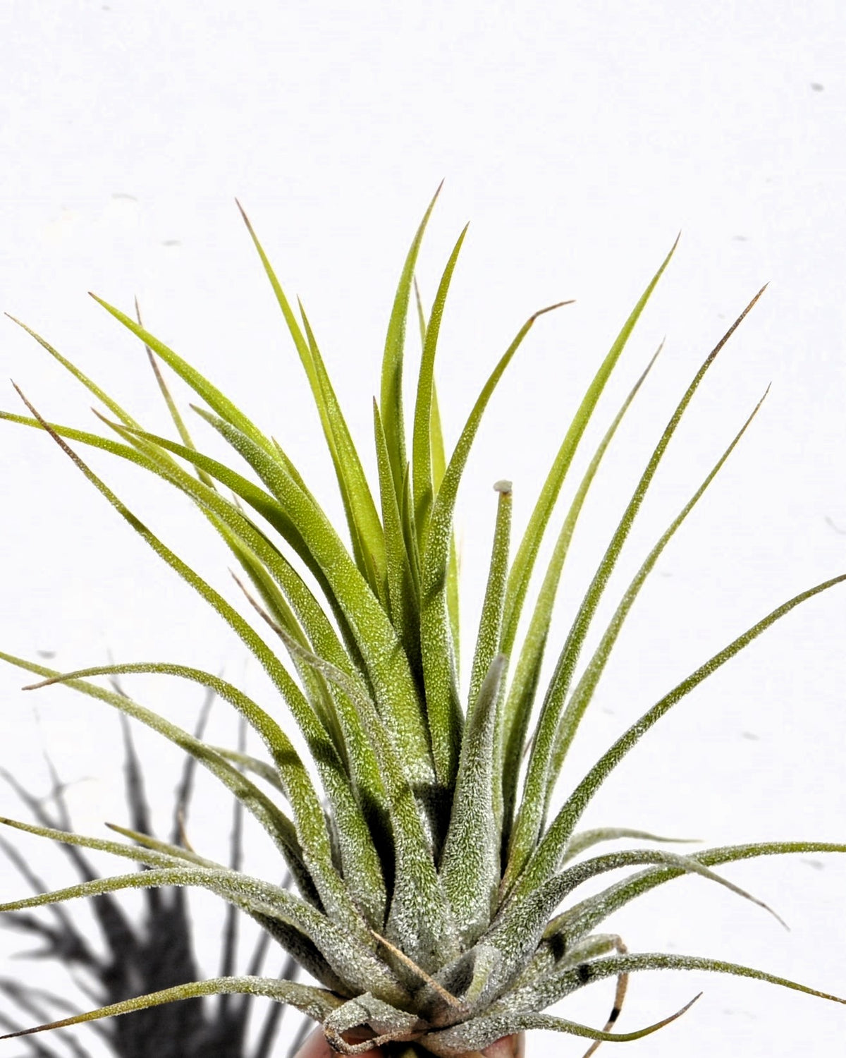 Tillandsia Ionantha Var. Ionantha [m]; Planta Del Aire; Curiosarium; Altura 7-10 Cm_0