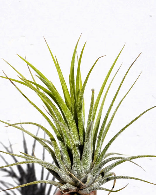 Tillandsia Ionantha Var. Ionantha [m]; Planta Del Aire; Curiosarium; Altura 7-10 Cm_0
