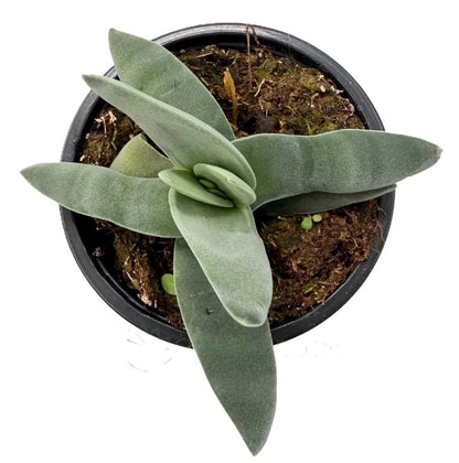 Crassula Perfoliata Falcata (planta Aleta De Tiburón); Suculenta Singular; Curiosarium; Maceta 10,5 Cm_1
