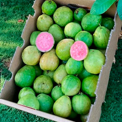 Caja De Guayabas Directas Del Agricultor | Tropitop Caja de 3kg_2