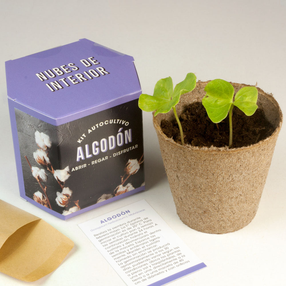 Kit Autocultivo Algodón | Cultiva Tu Propia Planta De Algodón En Casa | Regalo Original Y Decorativo_2
