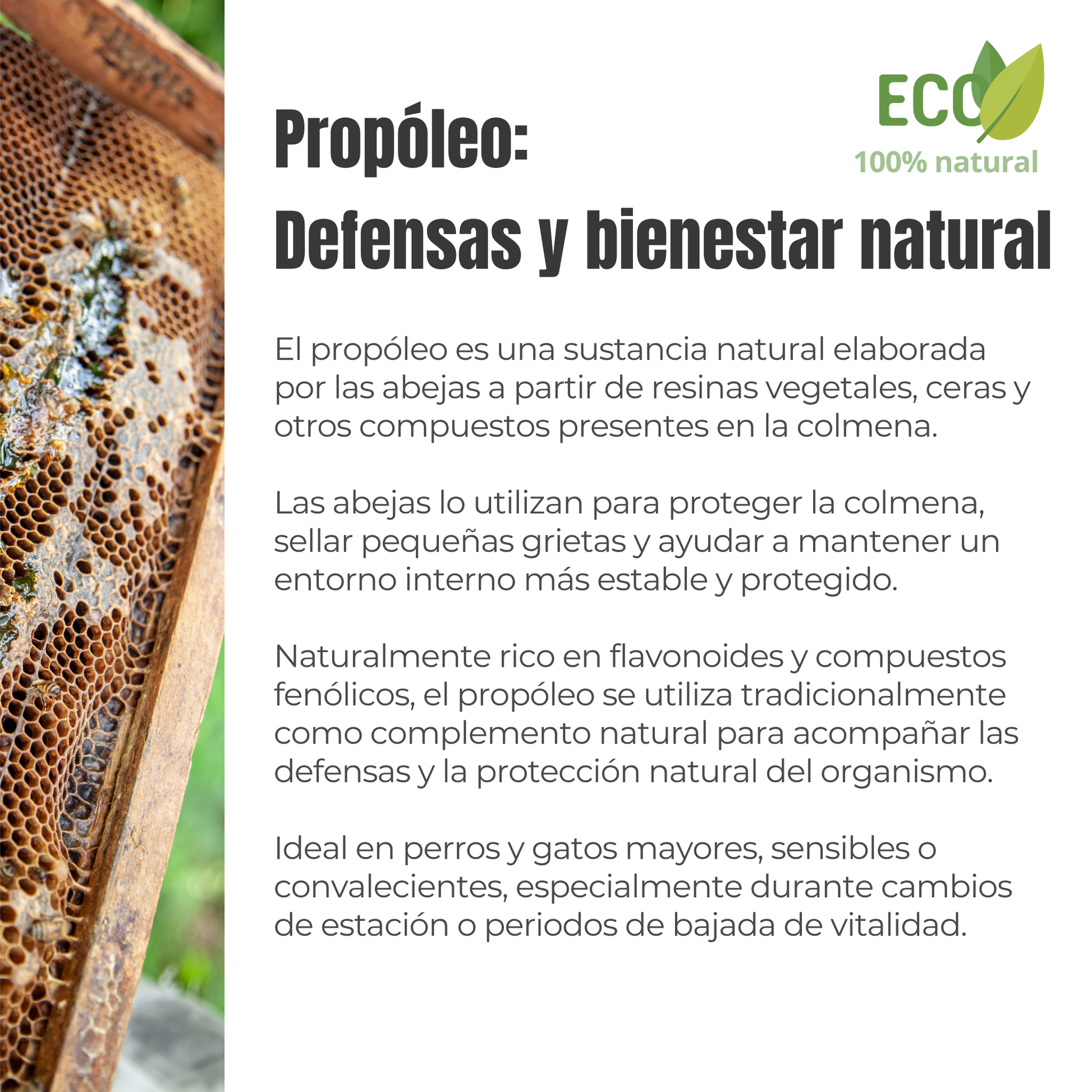 Propóleo ECO para perros y gatos – Defensas naturales – 100 g_2