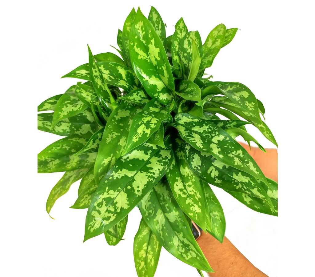 Aglaonema Maria M24 50cm_1