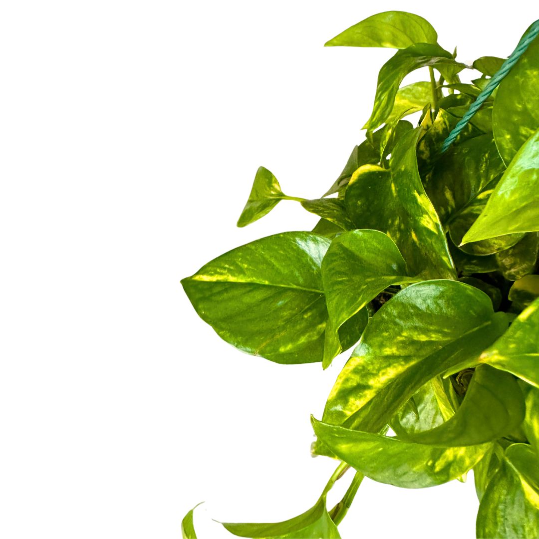 Pothos Colgante Planta De Interior Muy Resistente (epipremnum Aureum) Maceta De 10,5cm_1