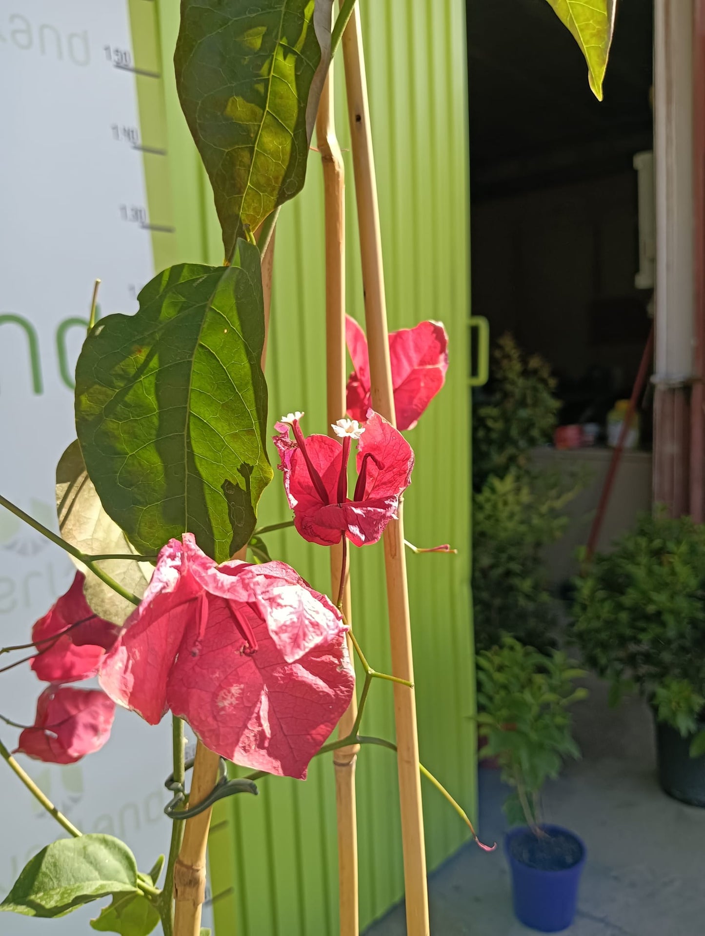 Buganvilla Maceta 140 CM_1