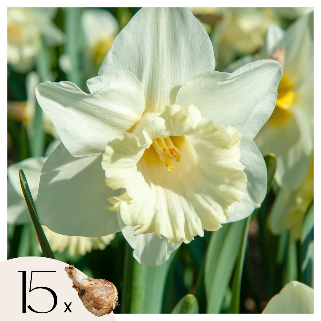 Bulbos De Narcisos - 15 Pzs - Narcissus 'mount Hood' - Bulbos De Flores_0