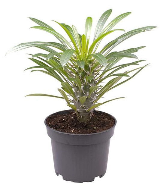 Pachypodium Lamerei Planta Palmera De Madagascar Ø8_0