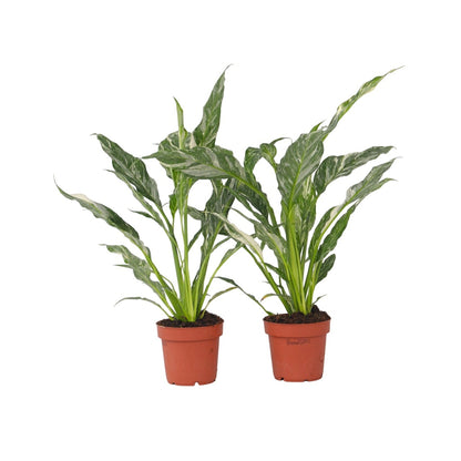 Flor De La Paz - 2 Pzs - Spathiphyllum 'diamond' - Altura 40-50cm - ⌀12cm_0