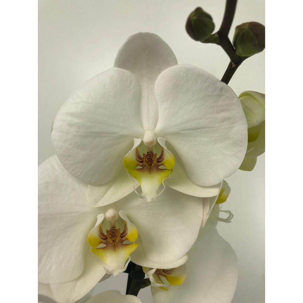 Orquidea Phalaenopsis London 2/3 Tallos M12 70cm_2