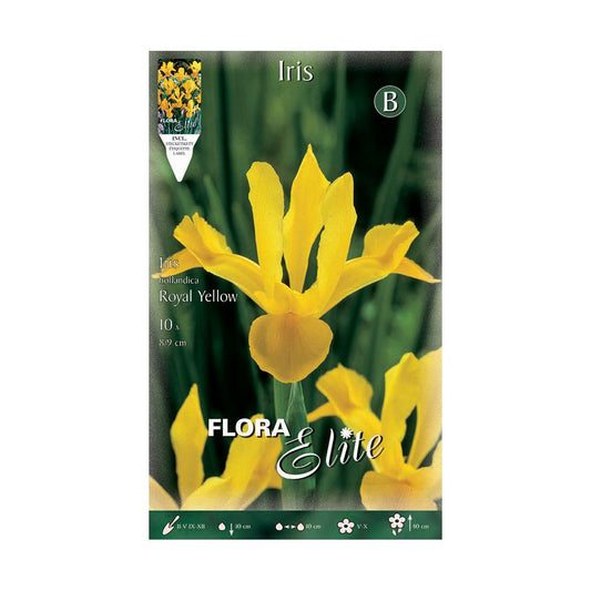 Elite Yellow Holland Iris Bolbos 10 unidades