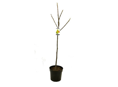 Higuera Verdal M25 110-130cm_0