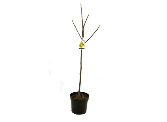 Higuera Verdal M25 110-130cm_0