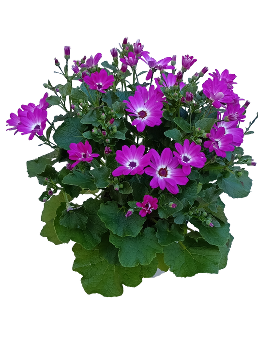 Cineraria Senetti Planta Natural Ø17 Flor Fucsia_0