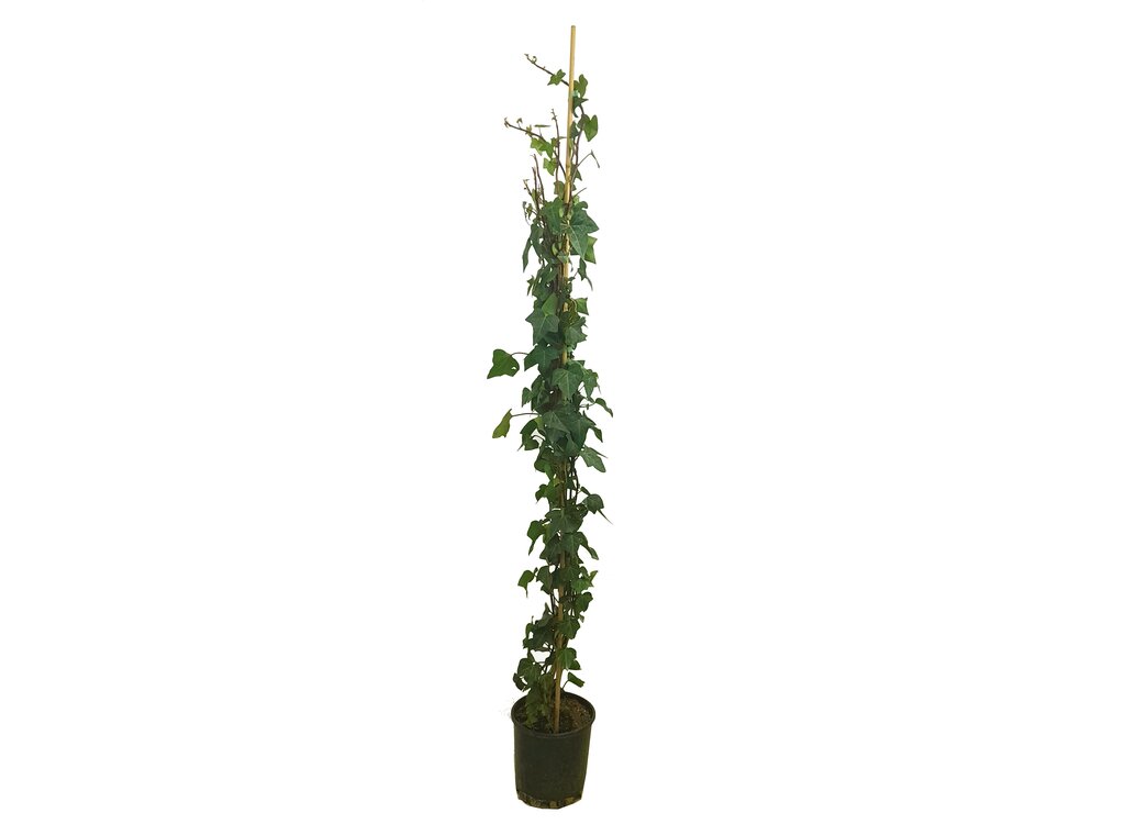 Hedera Helix M22 180cm_0