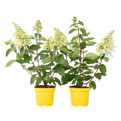 Hortensia - 2 Pzs - Hydrangea Paniculata 'candlelight' - Altura 25-40cm - ⌀19cm_0