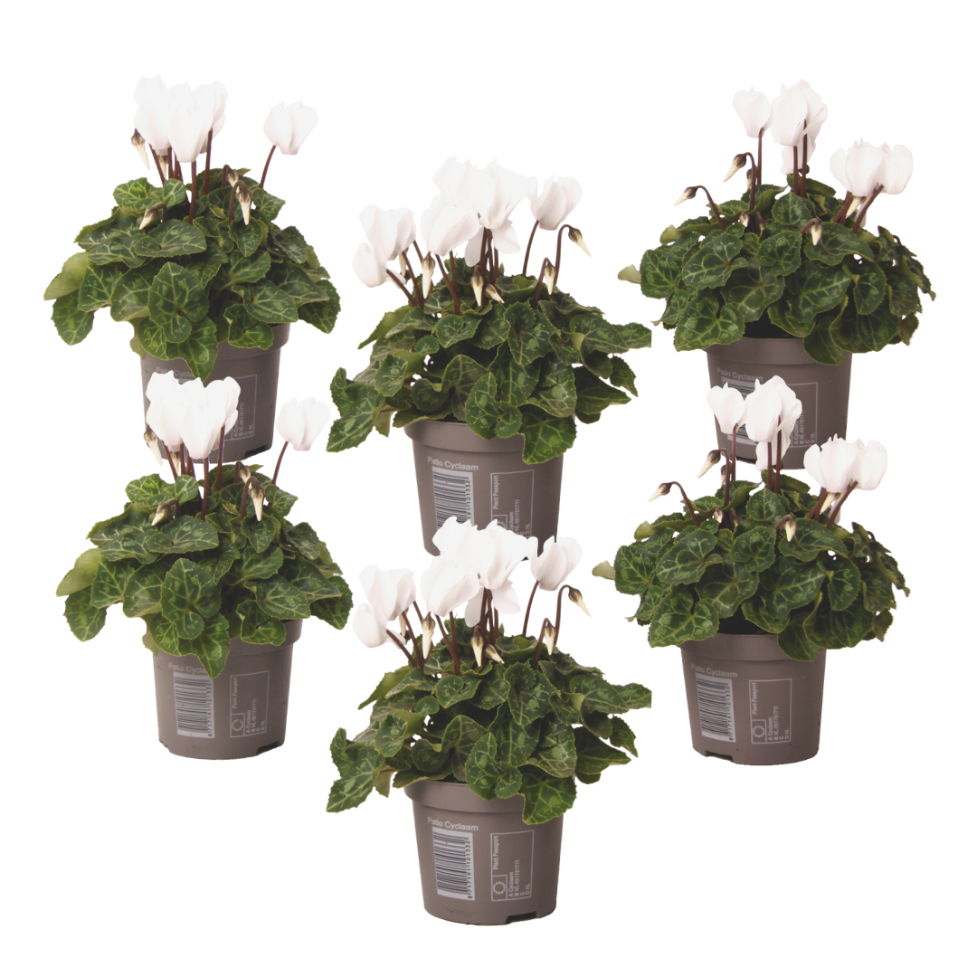 Violeta De Persia - 6 Pzs - Cyclamen Persicum 'metis White' - A10-20cm - ⌀9cm_0