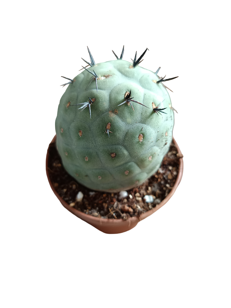 Tephrocactus geometricus cactus redondo Ø8 huevos de dragón_0