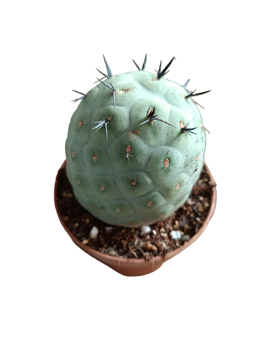 Tephrocactus geometricus cactus redondo Ø8 huevos de dragón_0