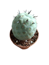 Tephrocactus Geometricus (redondo) Cacto Ø8 (ovos De Dragão)