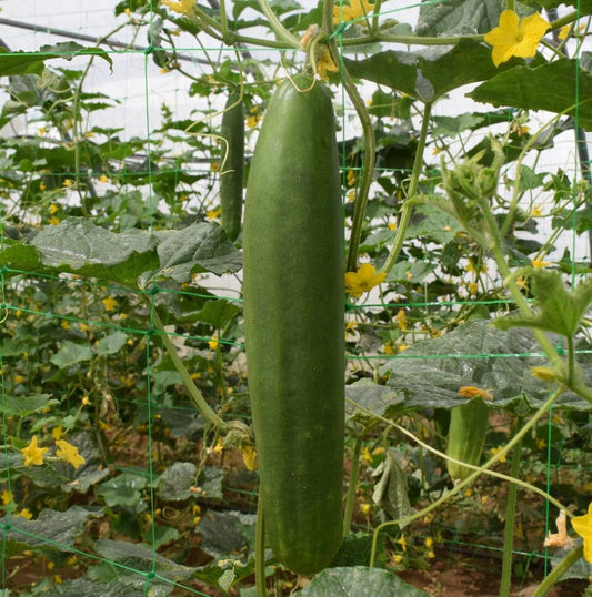 Semillas Pepino Tanja Ecológicas