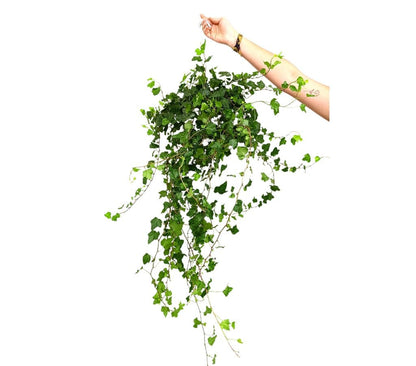 Hedera Helix Wonder M17_0