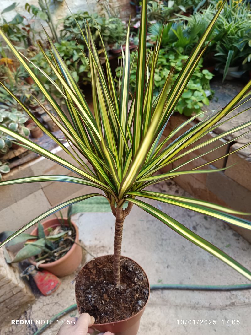 Dracaena Sunray Planta De Interior Altura 70 Cms_0