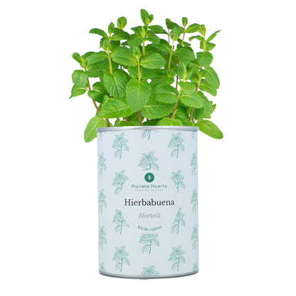 Kit de cultivo aromático de hortelã-pimenta Planeta Huerto
