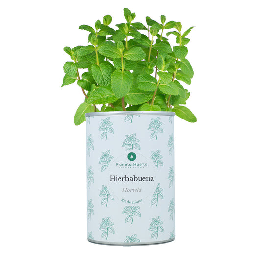 Kit de cultivo aromático de hortelã-pimenta Planeta Huerto