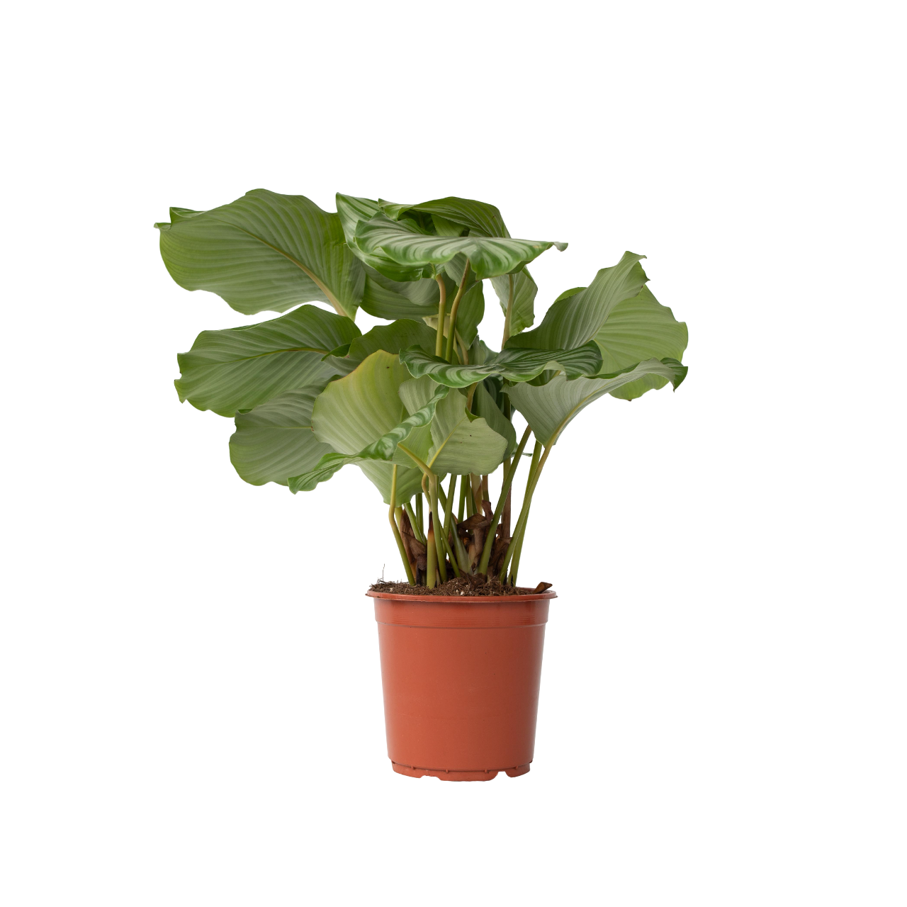Calatea - Calathea 'orbifolia' - Altura 55-60cm - ⌀21cm_0