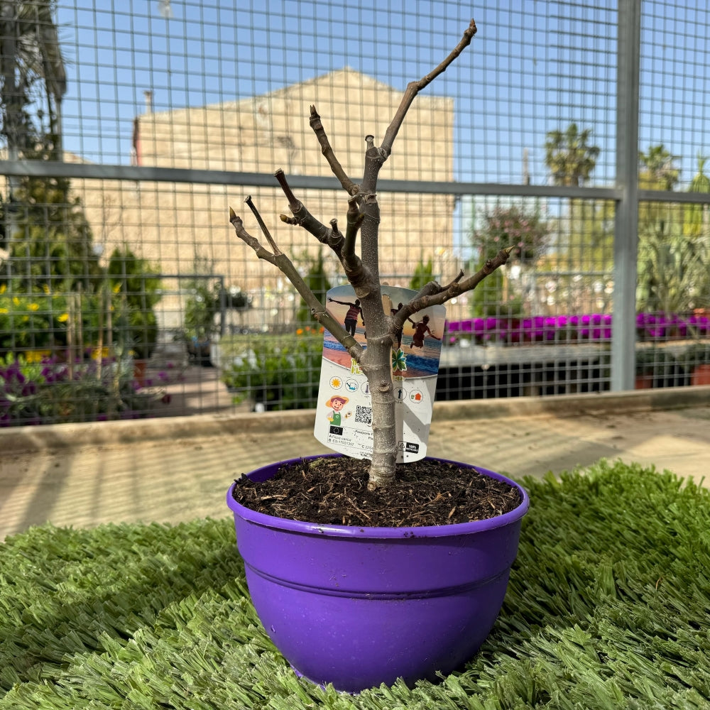 Prebonsai Higuera_0