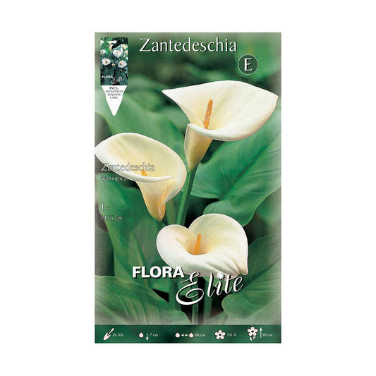 Bolbo branco de Calla aethiopica 1ud