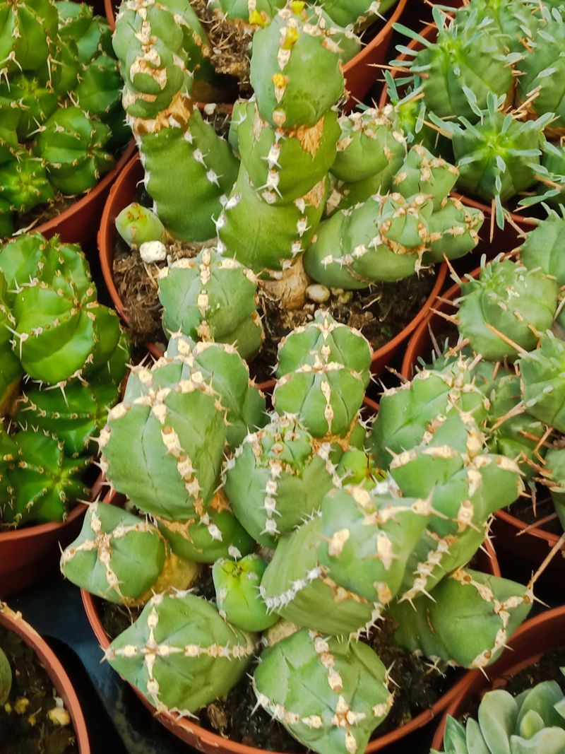 Euphorbia Resinifera Planta Suculenta Ø8 Cms_0