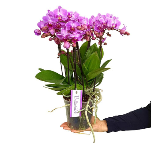 Orquídea Phalaenopsis Bellissimo Caro M15_0