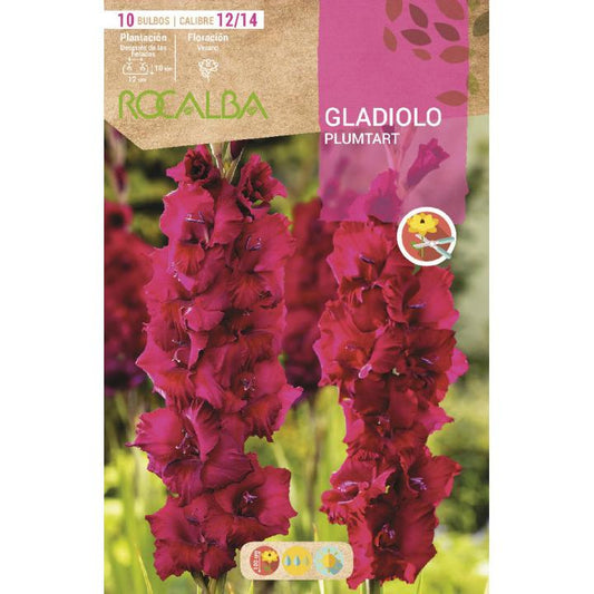 Bulbo Gladíolo Roxo Plumtart 10 unidades (12/14)