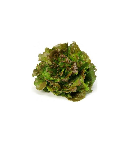 Plantón Lechuga Maravilla De Verano (10 Unidades)_0