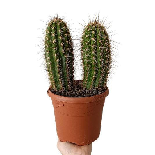 Trichocereus Grandiflorus M17_0