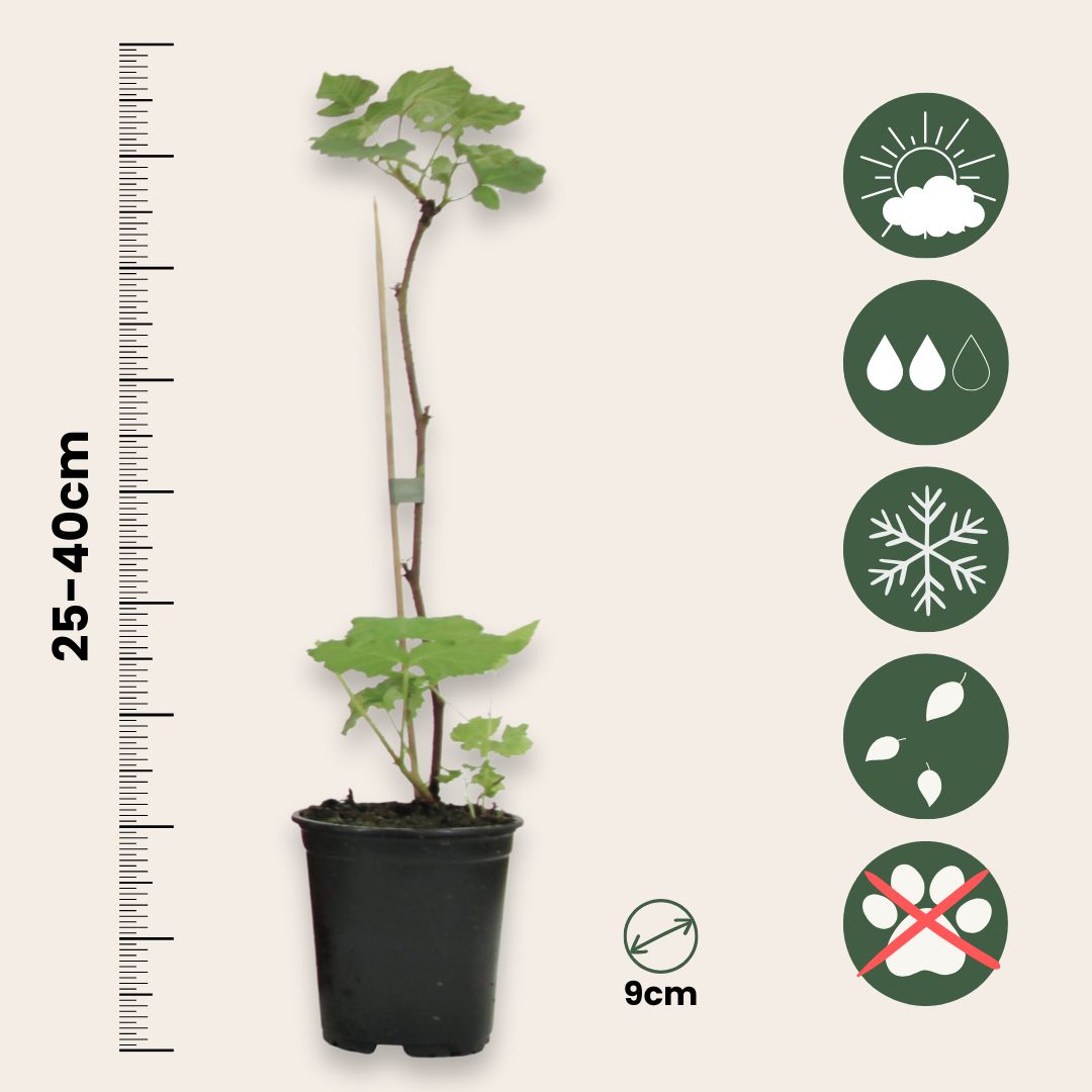 Planta De Frambuesa - 6 Pzs - Rubus Ideaus 'autumn Bliss' - A25-40cm - ⌀9cm_2
