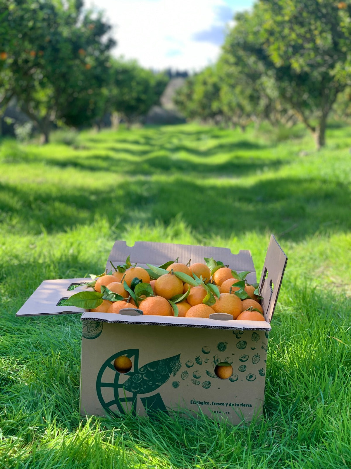 Mandarinas Premium De La Huerta Valenciana Caja De 10 Kgs Recien Recogidas 24 Horas Antes De Ser Mandadas, Del Campo A Tu Mesa._1