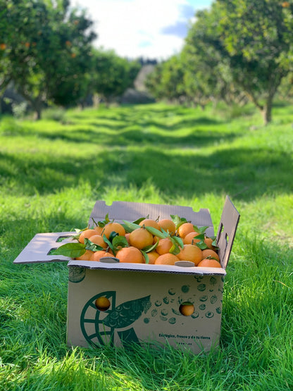 Mandarinas Premium De La Huerta Valenciana Caja De 10 Kgs Recien Recogidas 24 Horas Antes De Ser Mandadas, Del Campo A Tu Mesa._1