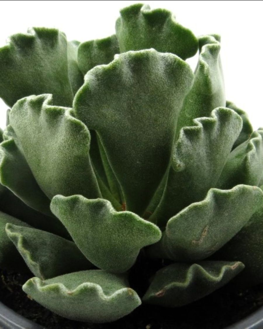 Adromischus Cristatus; Planta Suculenta Crestada; Curiosarium; Diámetro Maceta 10,5 Cm_0