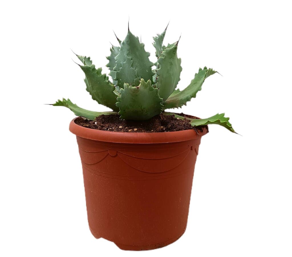 Agave Potatorum T25_1