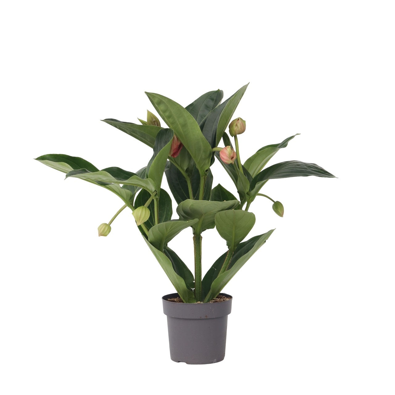 Medinilla De Flor Rosa - Medinilla Magnifica - Altura 55-60cm - ⌀17cm_0